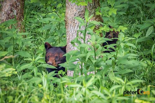 Black Bear Double Peek-a-Boo in Cades Cove - Great Smoky Mountains National Park 