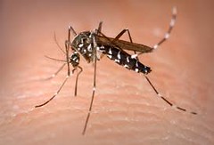 2024-04-11 SALUD: Ciclo de Vida del Mosquito