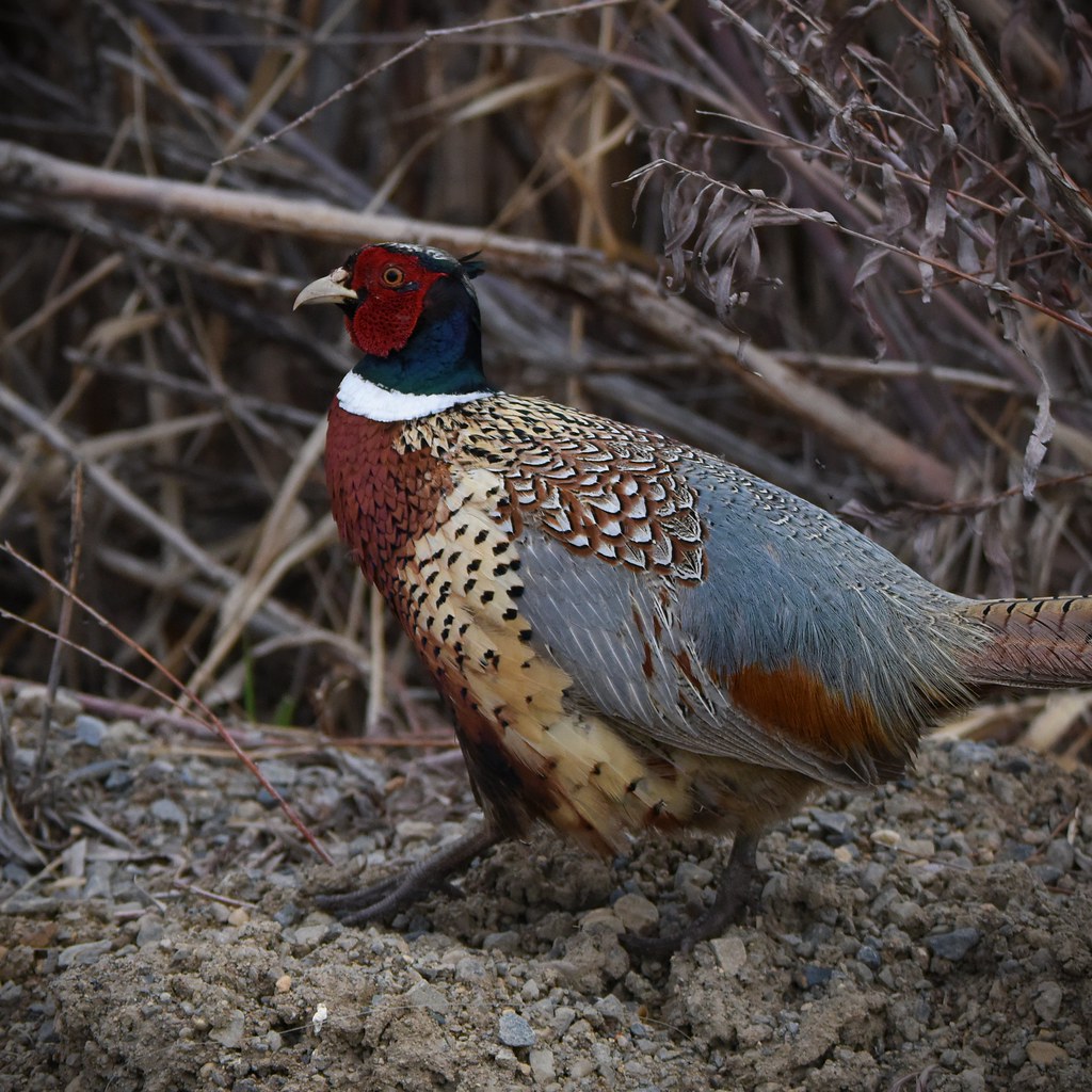 Pheasant in Idaho