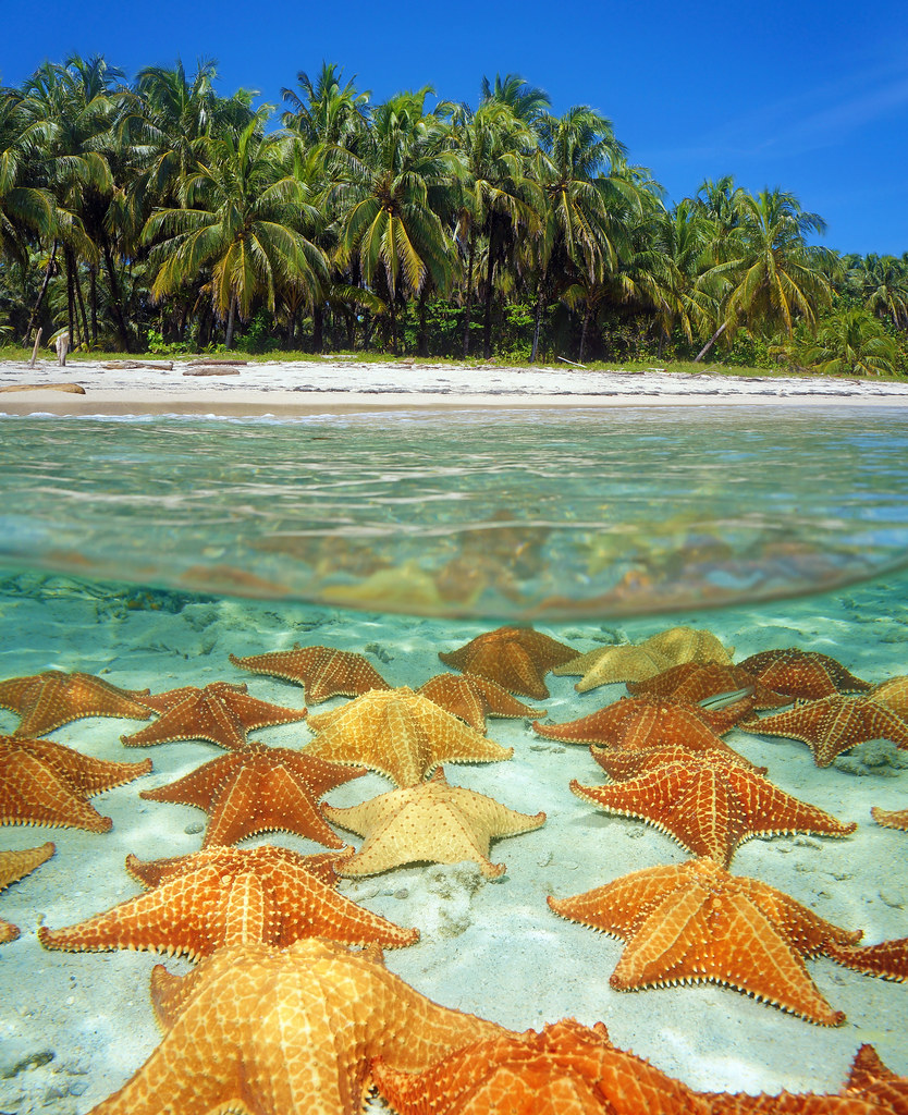 Nayara Bocas - Playa de las Estrellas