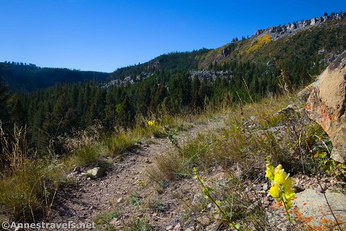 Wildflowers along the Hoodoos Trail with the cliffs of Terrace Mountain in the background, Yellowstone National Park, Wyoming