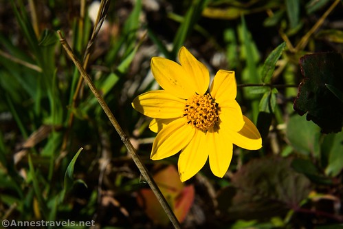 Heartleaf Arnica flower along the Terrace Mountain Loop, Yellowstone National Park, Wyoming