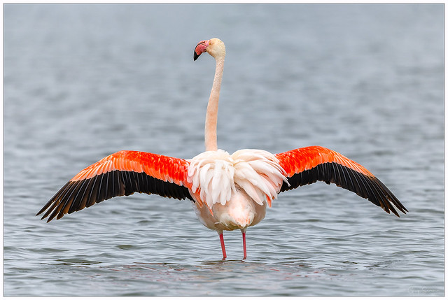 Flamant rose - Greater Flamingo