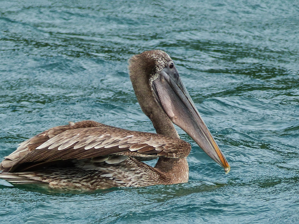 Brown Pelican / Pelecanus occidentalis, Blue Waters Inn, Tobago, 2017