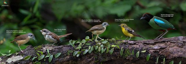 From Left To Right : Short-tailed Babbler (Adult); Tiger Shrike; Short-tailed Babbler (Juvenile); Male Green-backed Flycatcher; Western Hooded Pitta
