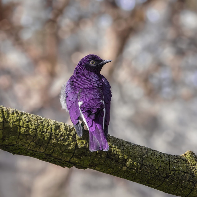 Amethyst Starling