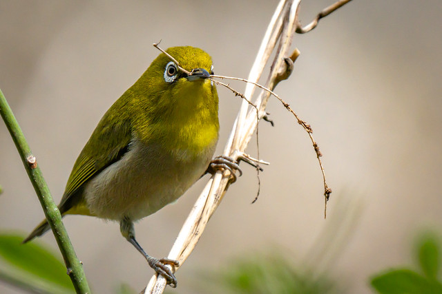 The warbling white-eye seems to be carrying twigs for nest-building