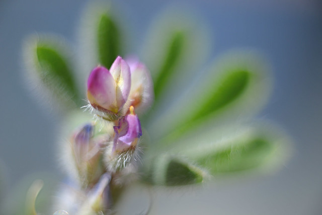 Bajada Lupine - Wildflower