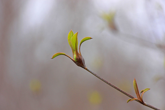 Emerging Spring Colors . . .