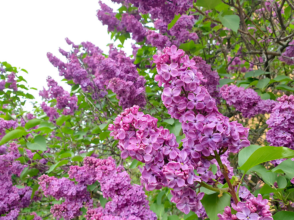 nature_blooming_common_lilac_007
