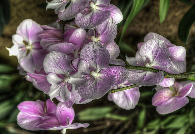 Pink- and Lavender-Colored Orchids