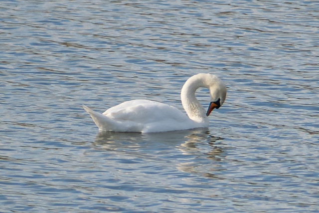 Лебеди в Карьерном Пруду, Бельцы, Республика Молдова / Swans in Quarry Pond, Balti, Republic of Moldova
