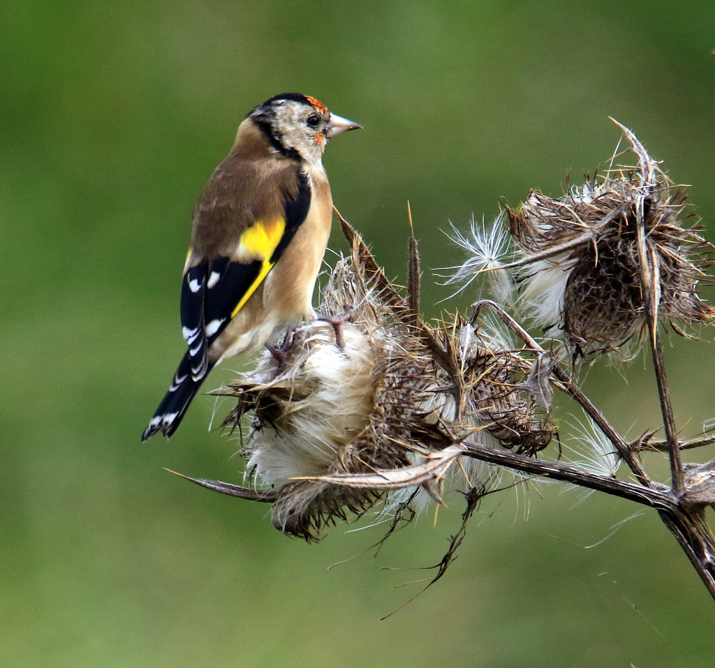 Juvenile Goldfinch - Feeding on Thistles