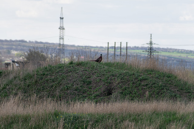 Карьерный фазан, Бельцы, Республика Молдова / Quarry pheasant, Balti, Republic of Moldova