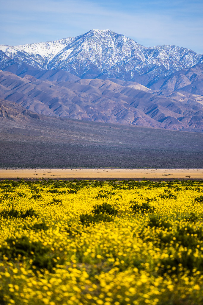 Death Valley National Park Snowcapped Telescope Mountain Peak Yellow Wildflowers Superbloom Fine Art Landscape Photography -- Desert Gold Flowers Super Bloom! Elliot McGucken California Desert American Southwest Nature Photography