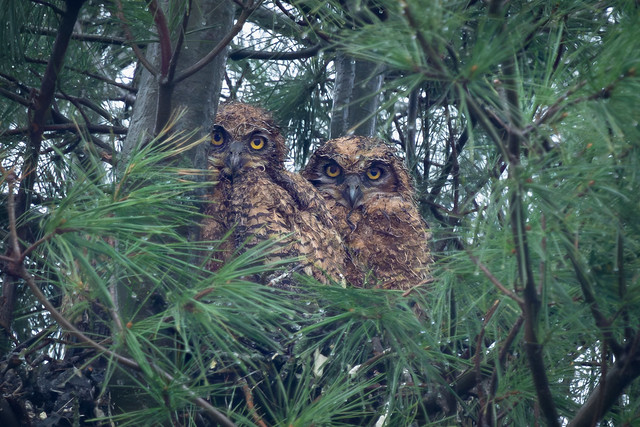 GHO Owlets in the Rain