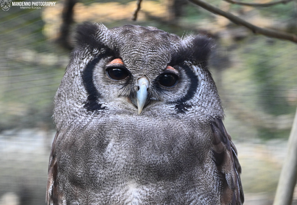 Verreaux eagle owl - Pairi Daiza