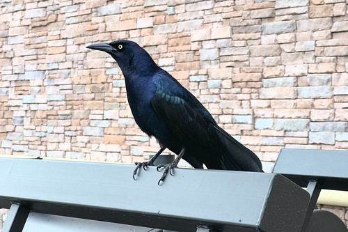 Great-tailed grackle Buc-ee&#039;s, Katy, TX