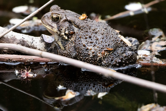 toad in the pond at Tregaron Conservancy
