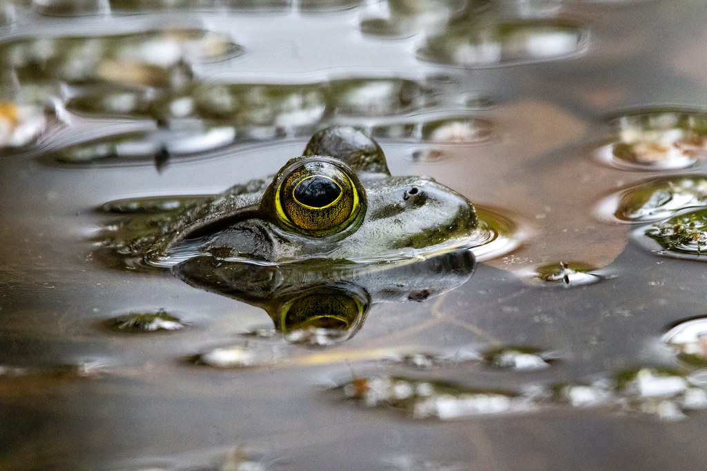frog in the pond at Tregaron Conservancy