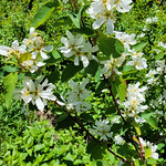 2023.06.21_12.16.38 Saskatoon serviceberry (Amelanchier alnifolia var. alnifolia), Rose family (Rosaceae).
Hobble Creek Canyon, Utah County, Utah.
