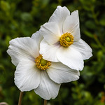 White Anemone 