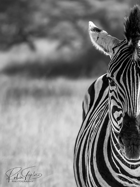 Zebra sw