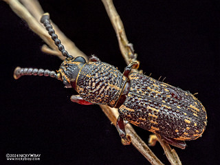 Fungus weevil (Xylinadini) - P3092109