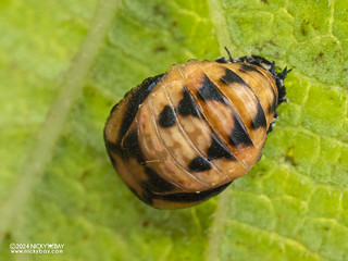 Ladybird beetle pupa (Coccinellini) - P3137438