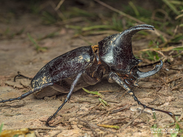 Rhinoceros beetle (Chalcosoma moellenkampi) - P3091994