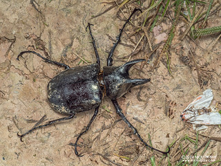 Rhinoceros beetle (Chalcosoma moellenkampi) - P3091993