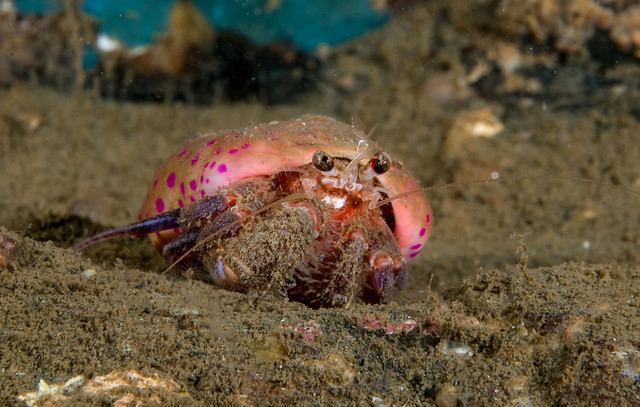 cloak anemone hermit crab