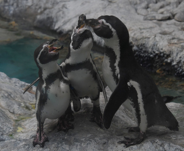 Humboldt penguins