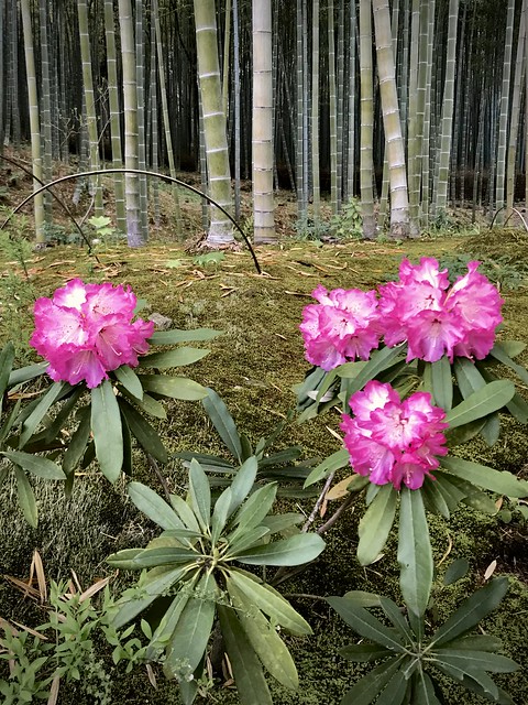 Rhododendron in Kyoto