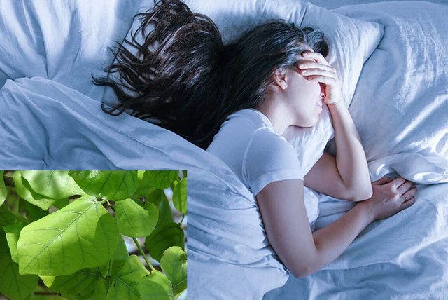 4 Cách Dùng Lá Vông Chữa Mất Ngủ Đơn Giản Mà Hiệu Quả