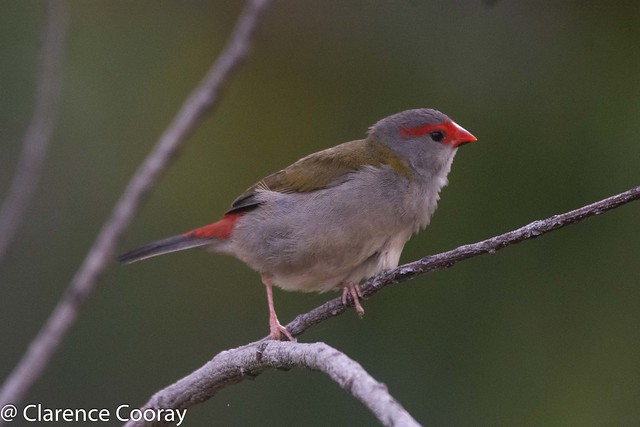 DSC_2874 (Red-browed Finch)