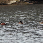 Ruddy Duck (Oxyura jamaicensis) 2024-04-04 (3) Ruddy Duck (Oxyura jamaicensis) - 4 April 2024 - Round Lake--Hayes State Park, Norvell Township, Jackson County, Michigan