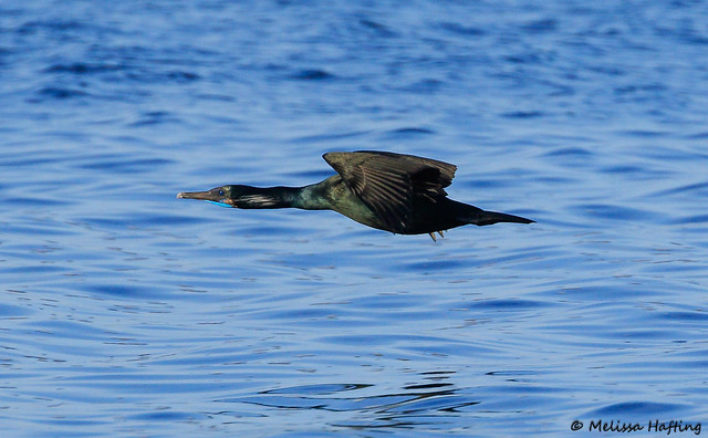 Adult Brandt's Cormorant (Urile penicillatus) in flight - Point Roberts, WA