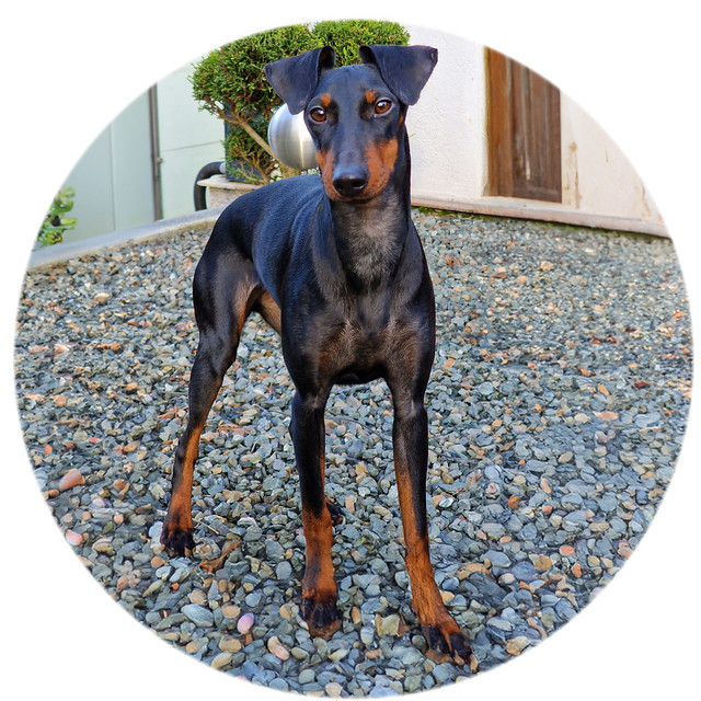 Manchester Terrier