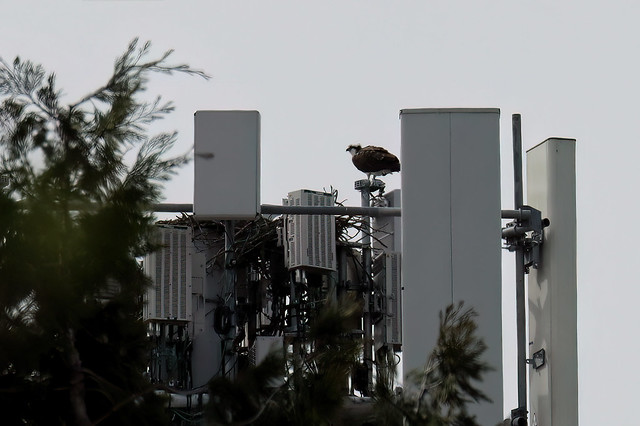 Osprey on cell tower with nest, Edmonds, 11 April 2024