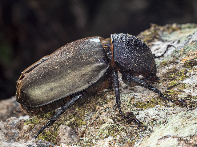 Rhinoceros beetle (Chalcosoma sp.) - P3114659