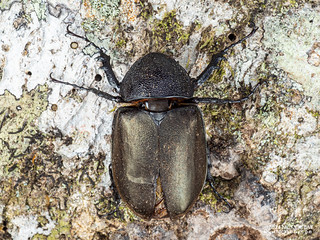 Rhinoceros beetle (Chalcosoma sp.) - P3114655