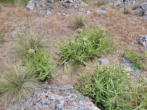 2023.06.23_13.05.52 Spider milkweed (Asclepias asperula ssp. asperula), Milkweed family (Asclepiadaceae).
Golden Spike State Park, Box Elder County, Utah.
