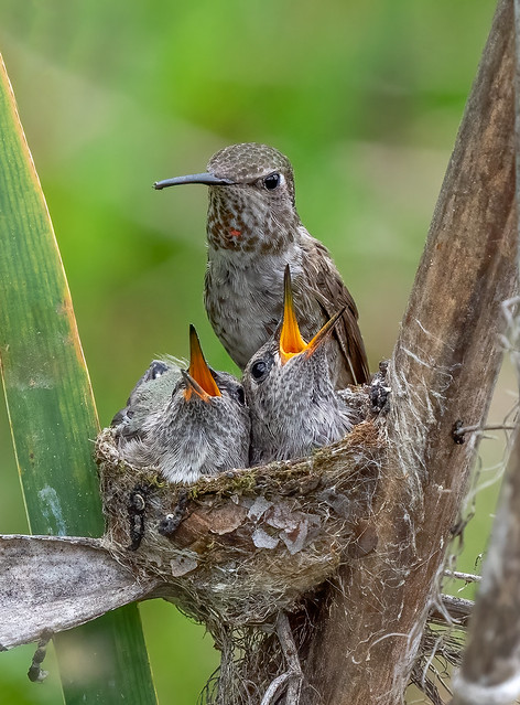 _DSC1172 Anna's Hummingbirds - Feeding 😍