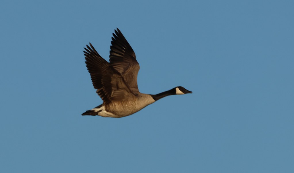 Canada Goose Huron Wetland Management District
