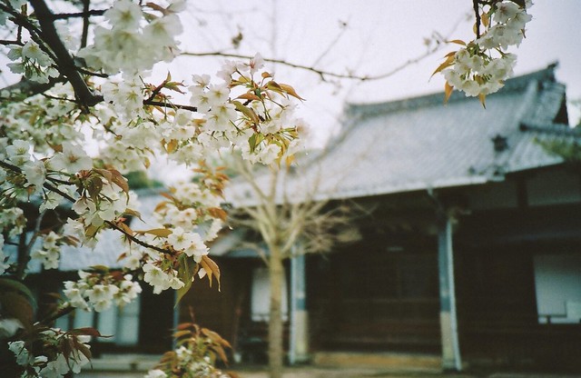 Cherry blossom tree and Temple
