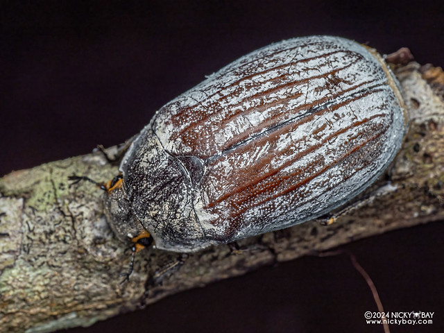 June beetle (Melolonthinae) - P3102815