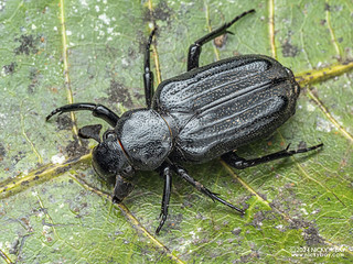 Predatory chafer beetle (Clinterocera cyprilrusi) - P3126504