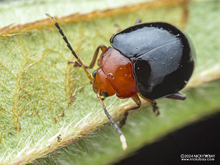Leaf beetle (Chrysomelidae) - P3092290