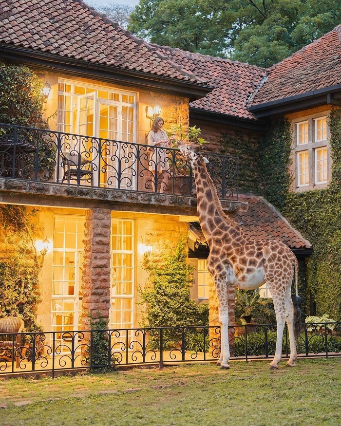 Giraffe Manor Kenya
